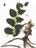 Macleaya Cordata Extract